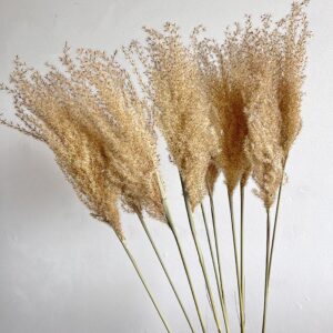 Miscanthus sinensis, Natural Beige Brown, Dried, 70cm
