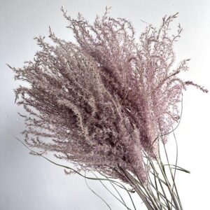 Miscanthus sinensis, Natural Dusky Pink, Dried