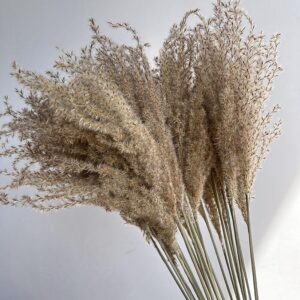 Feather Grass ~ Silver Grass ~ Miscanthus
