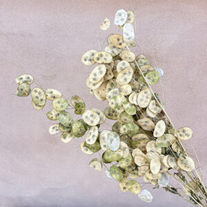 Honesty, Unpeeled, Natural Green to Beige, Dried (Lunaria) up to 90cm