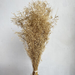 Munni Grass, Natural Light Brown, Dried, 55-65cm
