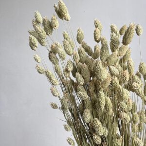 Phalaris, Natural Pale Green, Dried (Canary Grass) 50-70cm