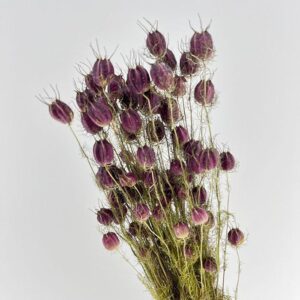 Nigella Damascena, Dried Seed Pods, Natural Burgundy (Love-in-a-Mist) 50-60cm