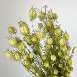 Nigella Damascena, Dried Seed Pods, Natural Pale Green (Love-in-a-Mist) 50cm