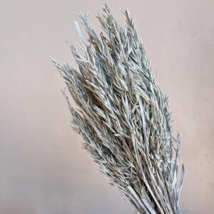 Oats Dried Bunch, Misty White (Avena) 70cm