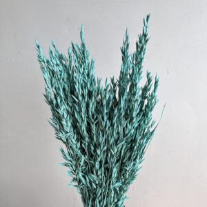 Oats Dried Bunch, Aqua Blue (Avena) 70cm