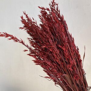 Oats Dried Bunch, Dark Red (Avena) 70cm