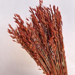 Oats Dried Bunch, Burnt Orange (Avena) 70cm