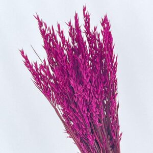 Oats Dried Bunch, Cerise Pink (Avena) 70cm