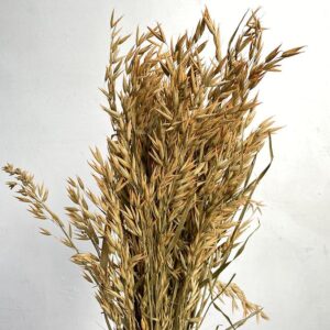 Oats Dried Bunch, Pale Orange (Avena) 70cm