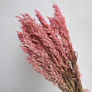 Oats Dried Bunch, Light Pink (Avena) 70cm