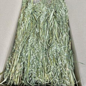 Oats Dried Bunch, Natural Pale Green (Avena) 70cm ~ BOX DEAL