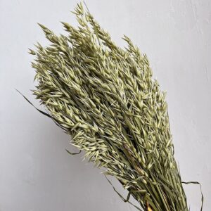 Oats Dried Bunch, Natural Pale Green (Avena) 70cm
