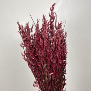 Oats Dried Bunch, Deep Pink (Avena) 70cm