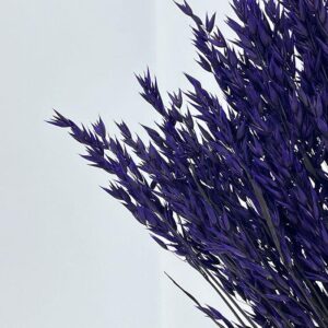 Oats Dried Bunch, Deep Purple (Avena) 70cm
