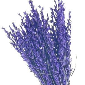 Oats Dried Bunch, Deep Purple (Avena) 70cm