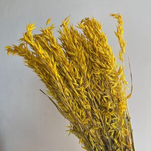Oats Dried Bunch, Warm Yellow (Avena) 70cm