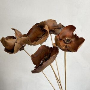 Palm Cups, Natural Brown, Dried, 50cm