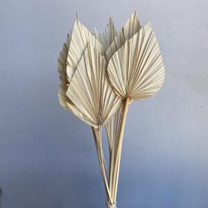 Palm Spears, Bleached Ivory, Dried,
