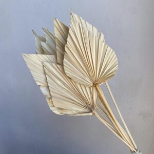 Palm Spears, Bleached Ivory, Dried ~ BOX DEAL