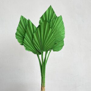 Palm Spears, Green, Dried, Regular 40-60cm
