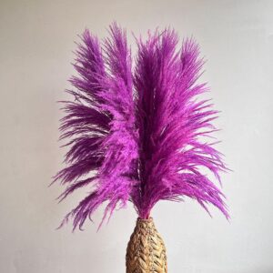 Pampas Grass Sacuara, Lilac to Lavender Shades, Dried (Cortaderia) 115cm Plume approx 80cm