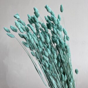 Phalaris, Aqua Blue, Dried (Canary Grass) 200g 70cm