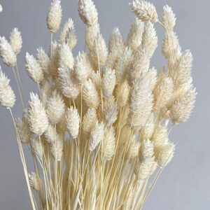 Phalaris, Bleached White, Dried (Canary Grass) 100g 70cm