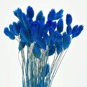 Phalaris, Blue, Dried (Canary Grass) 100g 70cm