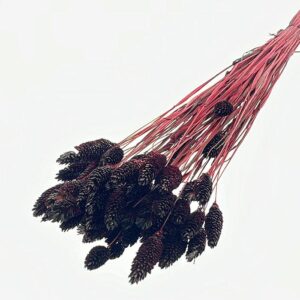 Phalaris, Burgundy Black, Dried (Canary Grass) 90g 60-70cm