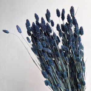Phalaris, Navy Blue, Dried (Canary Grass) 200g 65cm