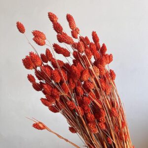 Phalaris, Dark Orange, Dried (Canary Grass) 200g 70cm
