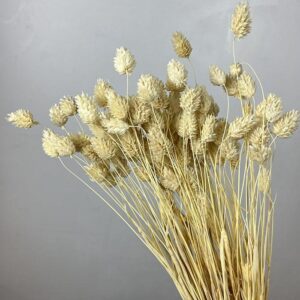 Phalaris, Champagne Cream, Dried (Canary Grass) 80g 50cm
