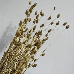 Phalaris, Metallic Gold, Dried (Canary Grass) 60cm