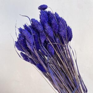 Phalaris, Indigo Blue, Dried (Canary Grass) 85g 70cm