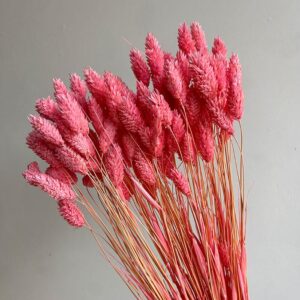 Phalaris, Pink, Dried (Canary Grass) 70cm 90g