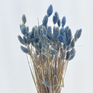 Phalaris, Pale Blue, Dried (Canary Grass) 80g 70cm