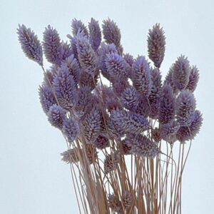 Phalaris, Pale Lilac, Dried (Canary Grass) 80g 70cm