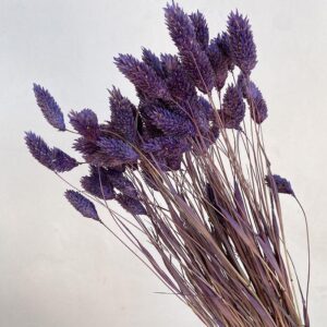 Phalaris, Plum Purple, Dried (Canary Grass) 70g 70cm