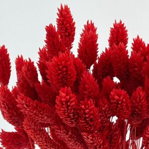 Phalaris, Red, Dried (Canary Grass) 90g 70cm