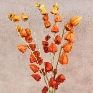 Chinese Lanterns, Natural Orange, Dried (Physalis) up to 60cm
