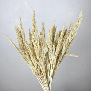 Pinion Grass, Bleached Ivory, Dried, 50cm