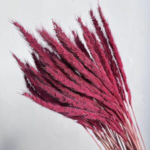 Pinion Grass, Deep Pink, Dried, 45-50cm