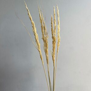 Cristina Grass, Bleached Ecru, Dried (Piumetta) up to 70cm