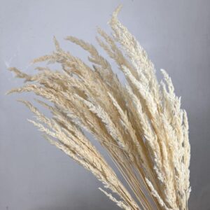 Cristina Grass, Creamy White, Dried (Piumetta) 80cm