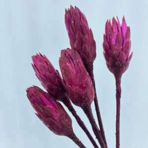 Protea repens, Cerise Pink, Dried, approx 35cm