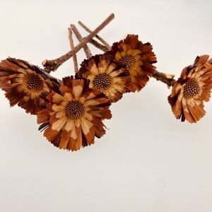 Protea repens, Dried Rosette Base, Natural Cream to Light Brown, 30cm W/8-9cm
