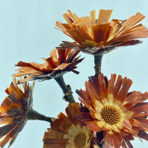 Protea repens, Dried Rosette Base, Natural Cream to Light Brown, 30cm W/10-12cm