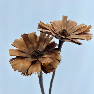 Protea repens, Dried Rosette Base, Natural Light Brown Shades, 30cm W/8-9cm