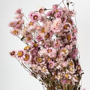 Rhodanthe Daisy, Natural Pale Pink, Dried, 50cm